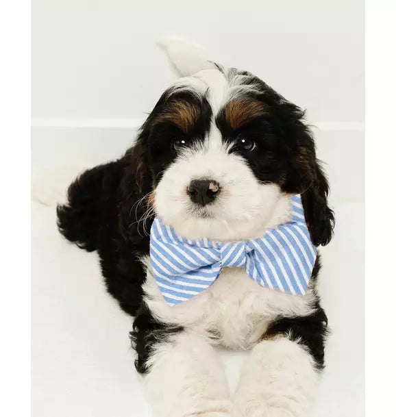 Dog Bow Tie in Portsmouth Anchors